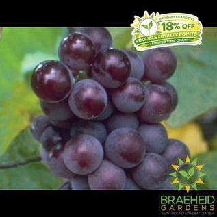 Buy Minnesota Grape an Vine in Grande Prairie Alberta - Braeheid Gardens Ltd.