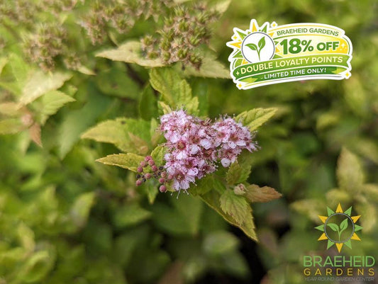 Mini Sunglo Spirea
