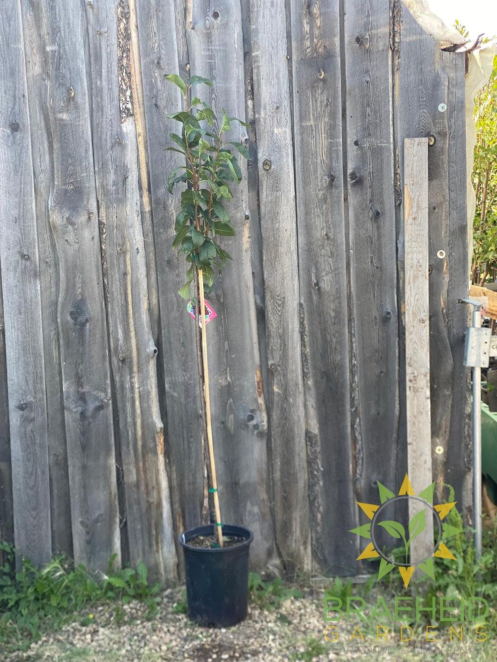 Muckle Plum- Tree for sale, Grown in Grande Prairie -Braeheid Gardens Ltd. on Emerson Trail