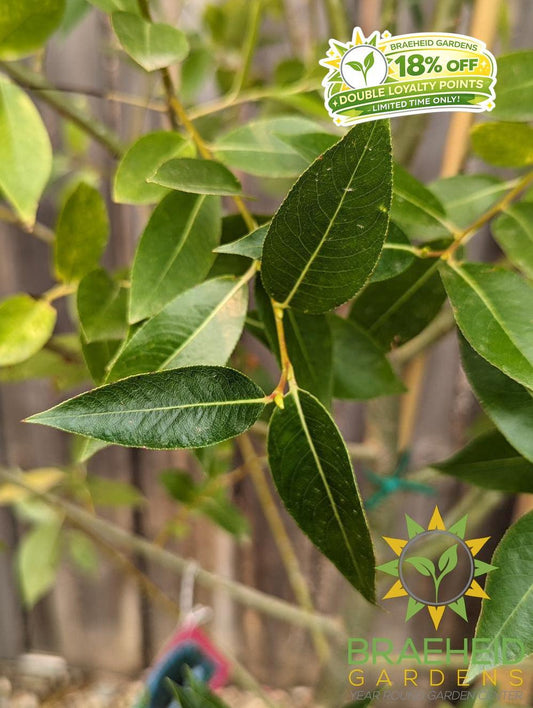 Laurel Leaf Willow - NO SHIP - Tree for sale, Grown in Grande Prairie -Braeheid Gardens Ltd. on Emerson Trail