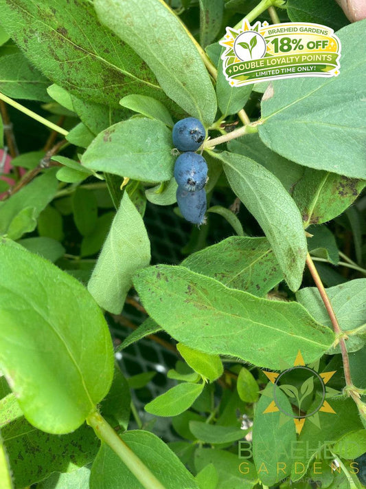 Buy Tundra Haskap Berry an Edible Shrub in Grande Prairie Alberta - Braeheid Gardens Ltd.