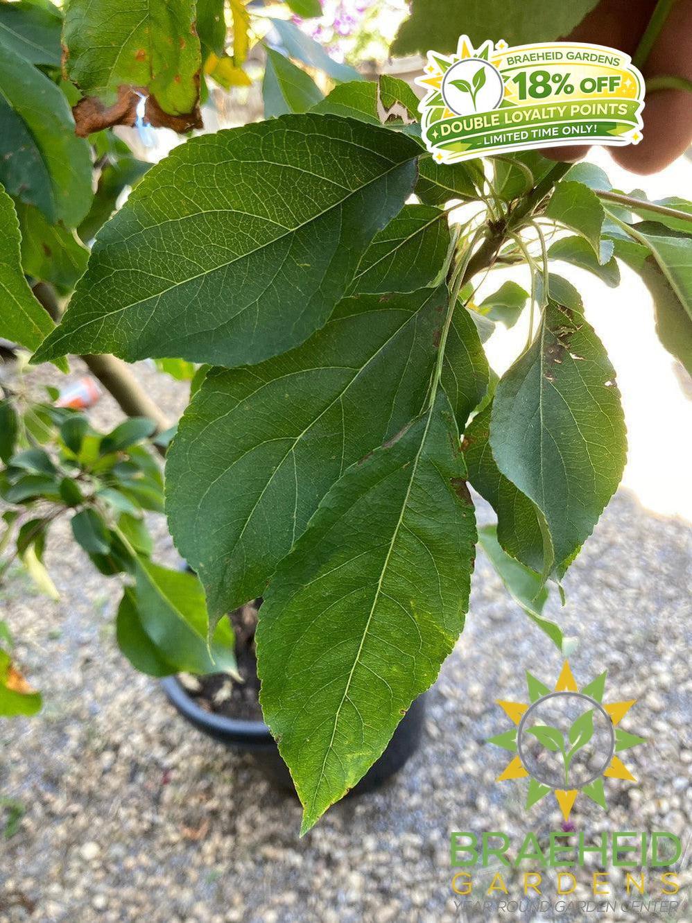 Spring Snow Crabapple (No-Fruit)- Tree for sale, Grown in Grande Prairie -Braeheid Gardens Ltd. on Emerson Trail