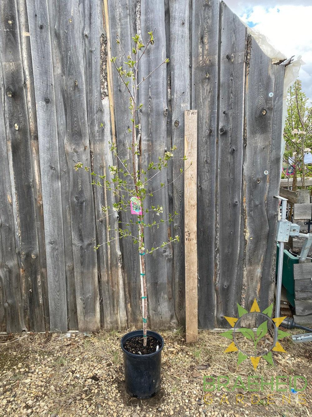 Valentine Cherry Tree- Tree for sale, Grown in Grande Prairie -Braeheid Gardens Ltd. on Emerson Trail