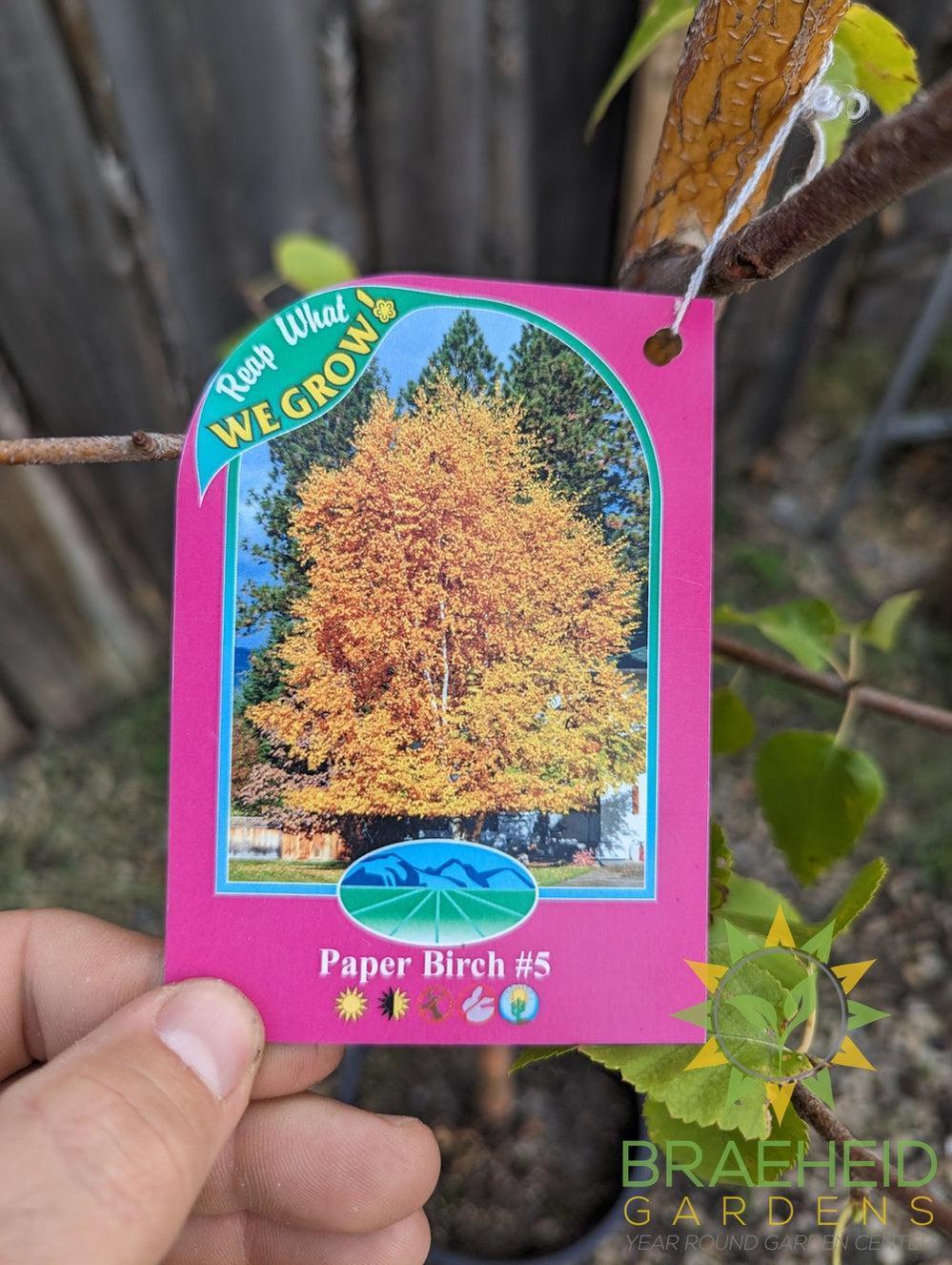 Paper Birch- Tree for sale, Grown in Grande Prairie -Braeheid Gardens Ltd. on Emerson Trail