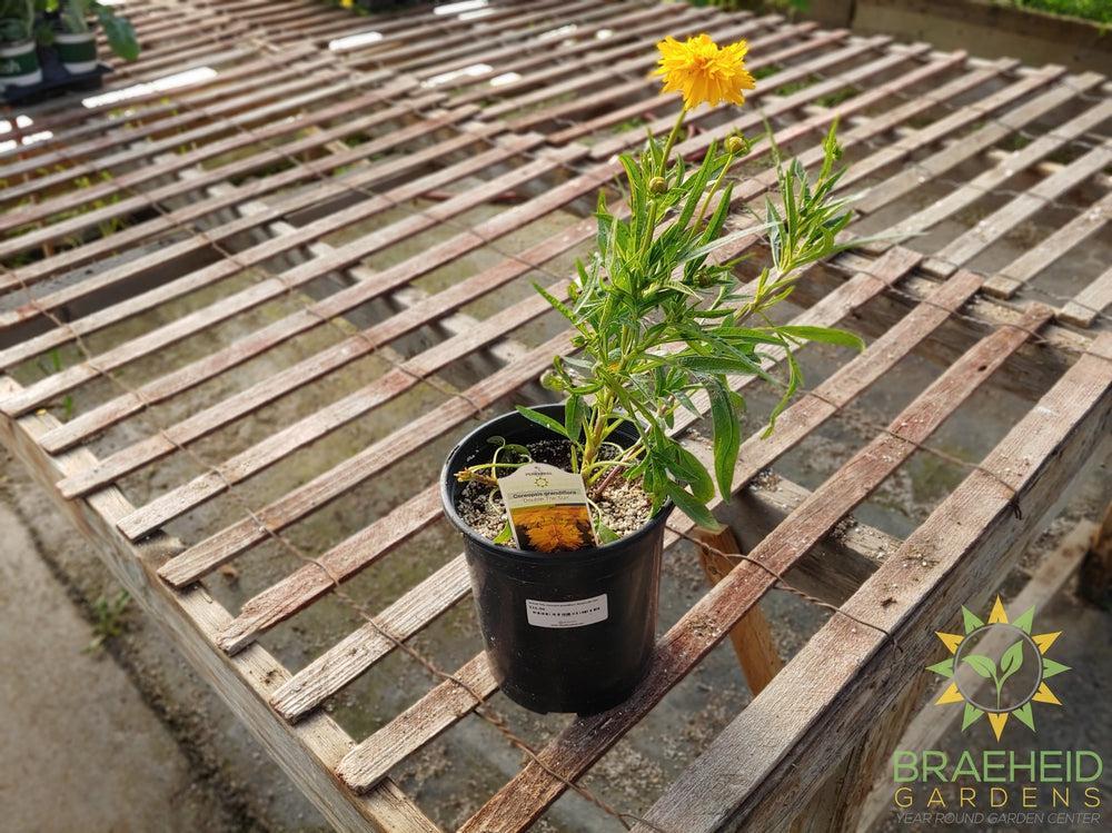 Coreopsis grandiflora 'Double the Sun' -NO SHIP-