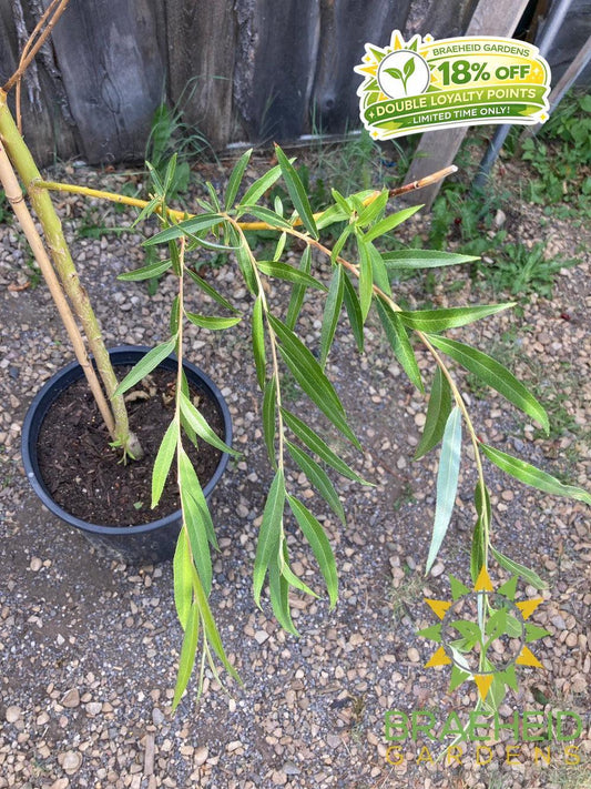 Niobe Willow - NO SHIP - Tree for sale, Grown in Grande Prairie -Braeheid Gardens Ltd. on Emerson Trail