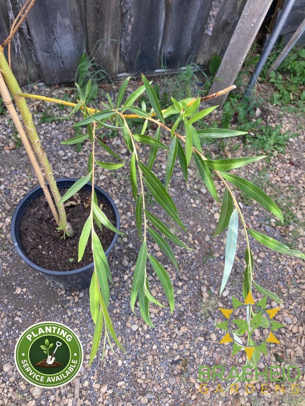 Niobe Willow - NO SHIP - Tree for sale, Grown in Grande Prairie -Braeheid Gardens Ltd. on Emerson Trail