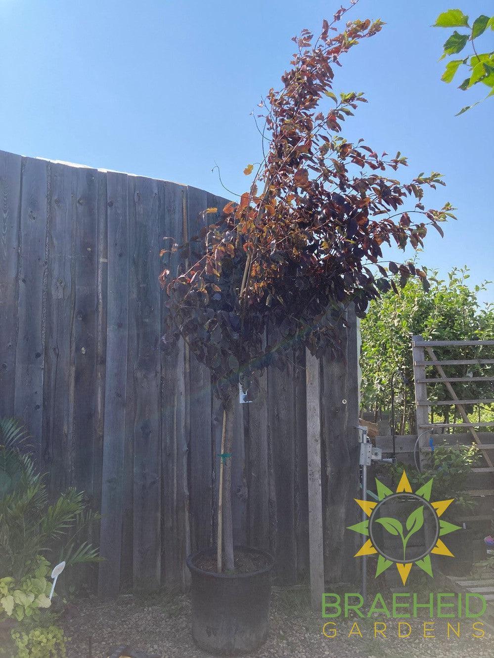 Bailey's Select Schubert Chokecherry- Tree for sale, Grown in Grande Prairie -Braeheid Gardens Ltd. on Emerson Trail
