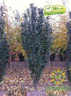 Emerald Spire® Columnar Crabapple- Tree for sale, Grown in Grande Prairie -Braeheid Gardens Ltd. on Emerson Trail
