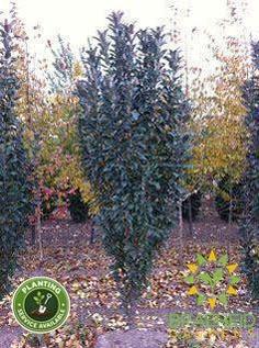 Emerald Spire® Columnar Crabapple- Tree for sale, Grown in Grande Prairie -Braeheid Gardens Ltd. on Emerson Trail