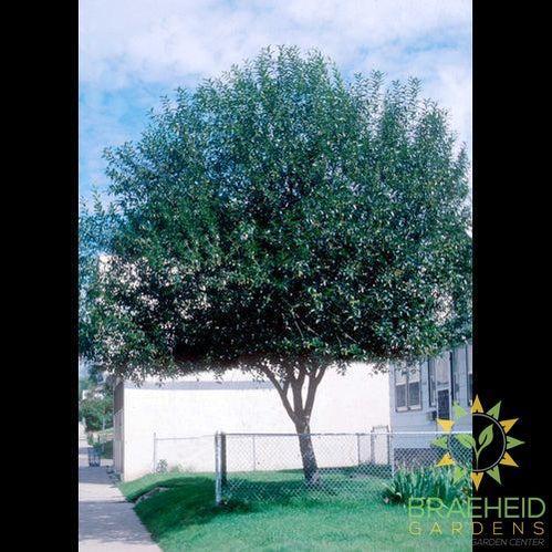 Prairie Reflection® Laurel Willow- Tree for sale, Grown in Grande Prairie -Braeheid Gardens Ltd. on Emerson Trail