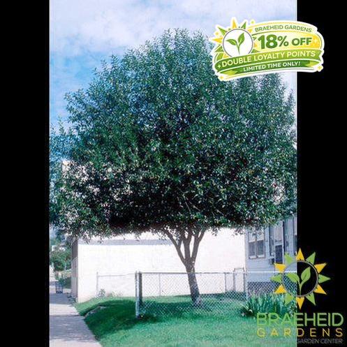 Prairie Reflection® Laurel Willow- Tree for sale, Grown in Grande Prairie -Braeheid Gardens Ltd. on Emerson Trail