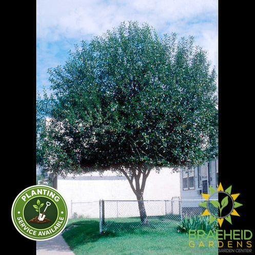 Prairie Reflection® Laurel Willow- Tree for sale, Grown in Grande Prairie -Braeheid Gardens Ltd. on Emerson Trail