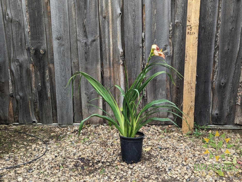 Daylily  Daring Deception - NO SHIP -