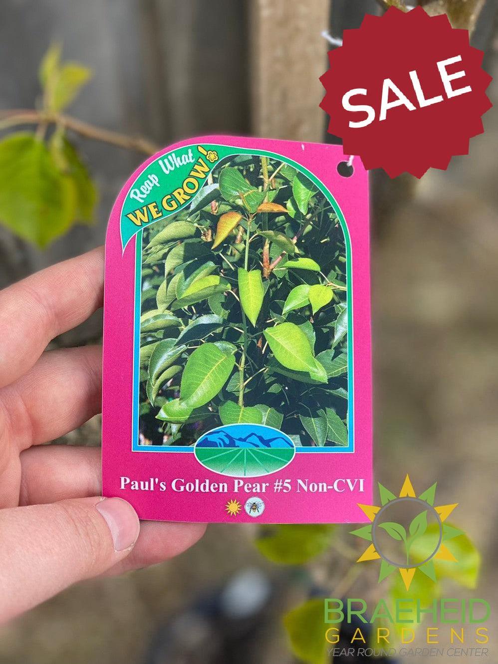 🍐🍒 Auction #5 – Cold-Hardy Pear & Cherry Collection (Zone 2–3)