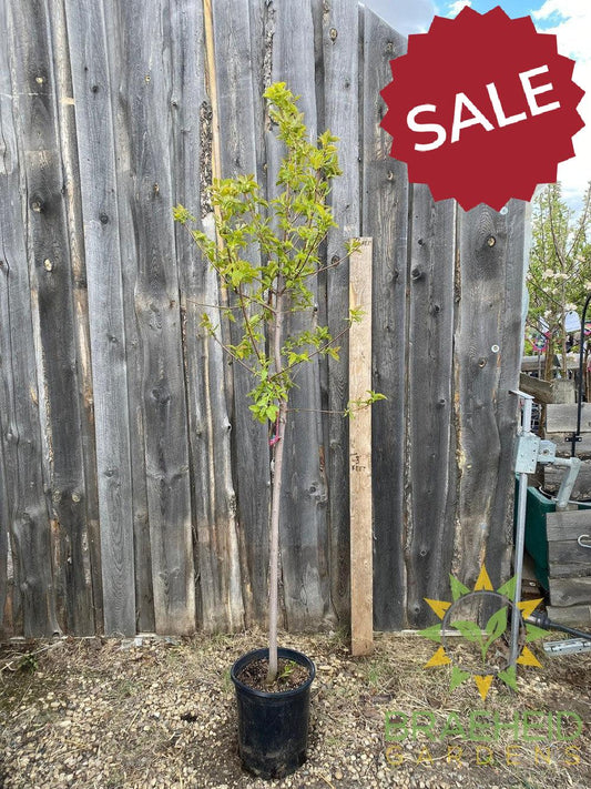 Ruby Slippers Amur Maple- Tree for sale, Grown in Grande Prairie -Braeheid Gardens Ltd. on Emerson Trail