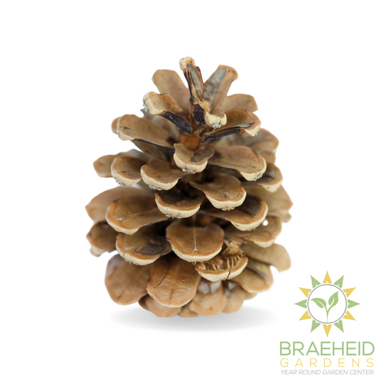 Pinecones - Natural & Frosted