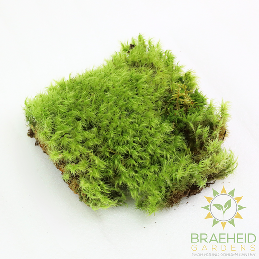 Mood Moss - Revita-Moss (Dicranum)