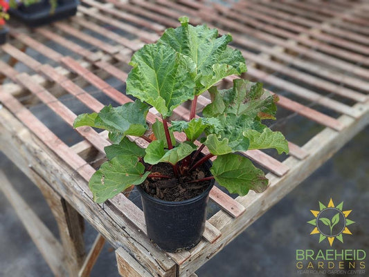 Rhubarb 'Canada Red' - NO SHIP -