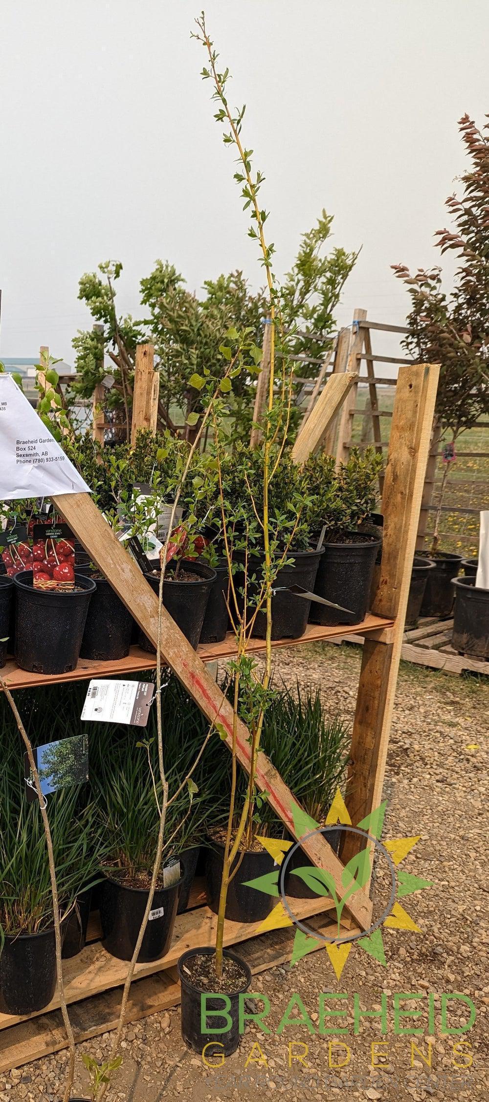 Golden Willow Tree- Tree for sale, Grown in Grande Prairie -Braeheid Gardens Ltd. on Emerson Trail