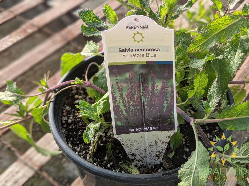 Salvia Meadow Sage Caramia 'Salvatore Blue'