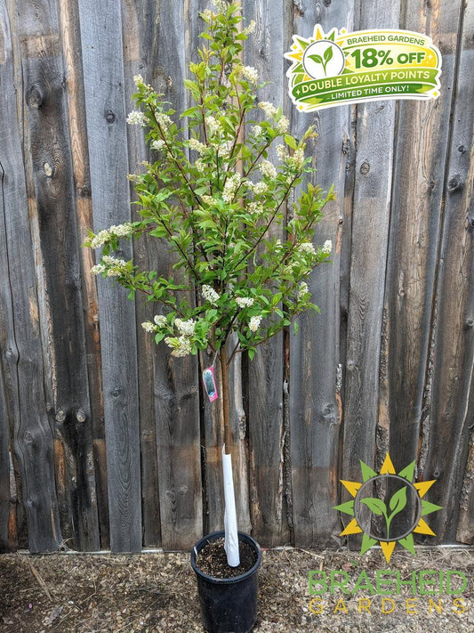 Advance Mayday- Tree for sale, Grown in Grande Prairie -Braeheid Gardens Ltd. on Emerson Trail