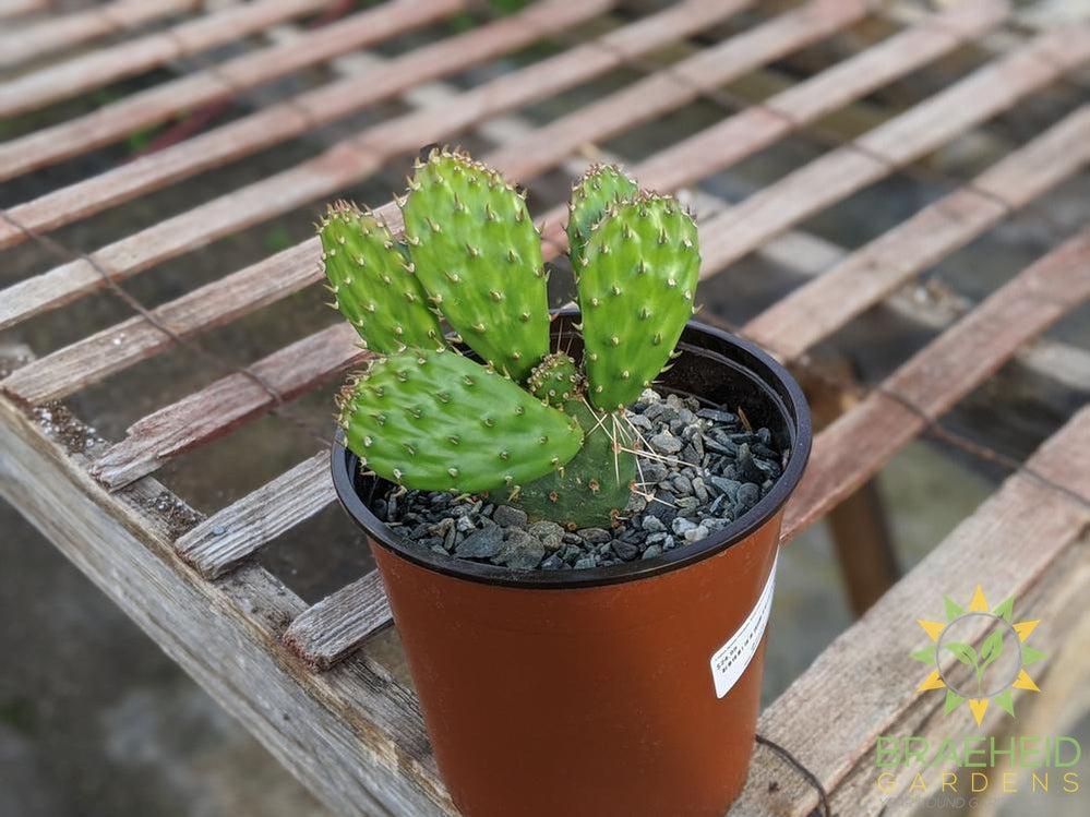 Opuntia Polycantha 'Yellow With Red Center' - Cold Hardy
