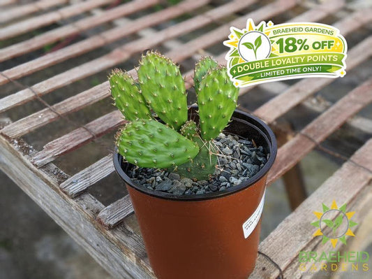 Opuntia Polycantha 'Yellow With Red Center' - Cold Hardy
