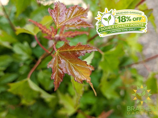 rocky mountain maple