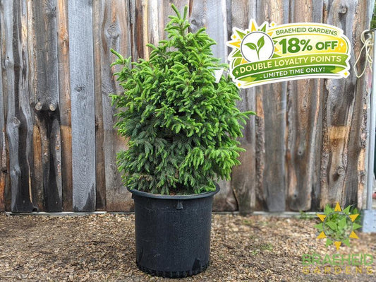 Black Hills Spruce- Tree for sale, Grown in Grande Prairie -Braeheid Gardens Ltd. on Emerson Trail