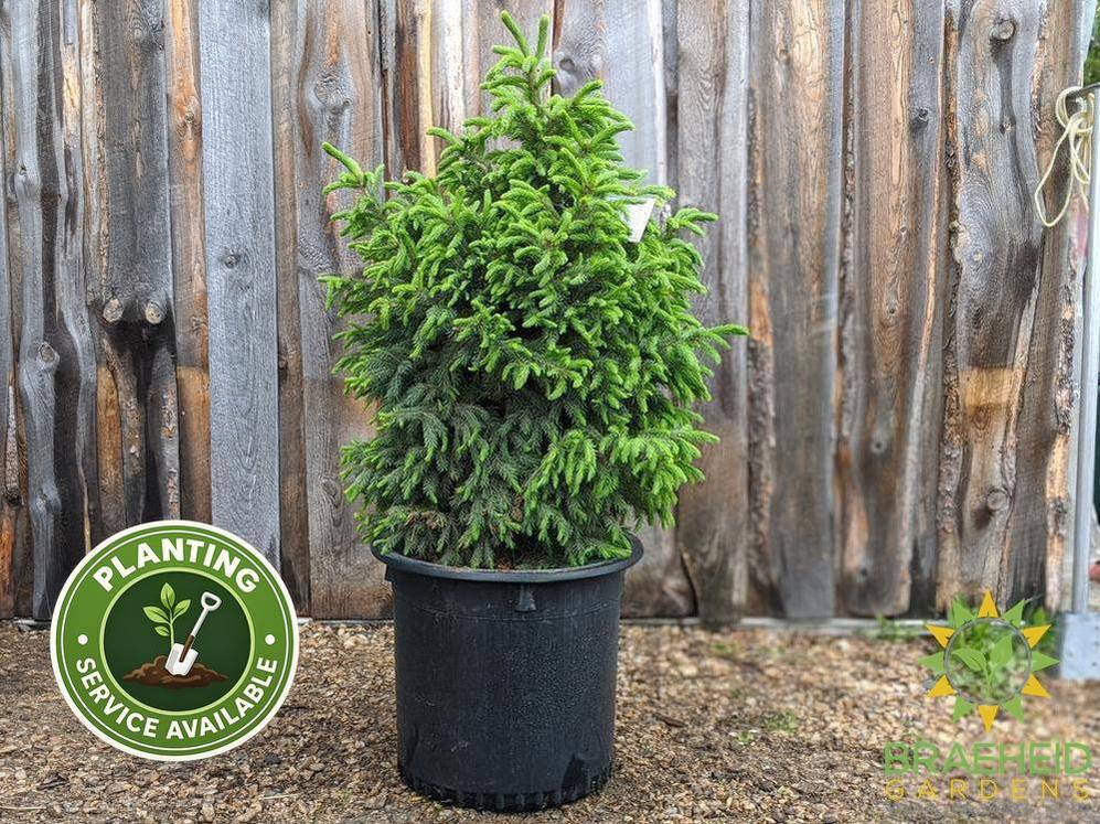 Black Hills Spruce- Tree for sale, Grown in Grande Prairie -Braeheid Gardens Ltd. on Emerson Trail