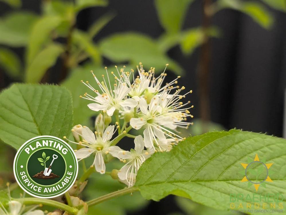 Amur Cherry Tree
