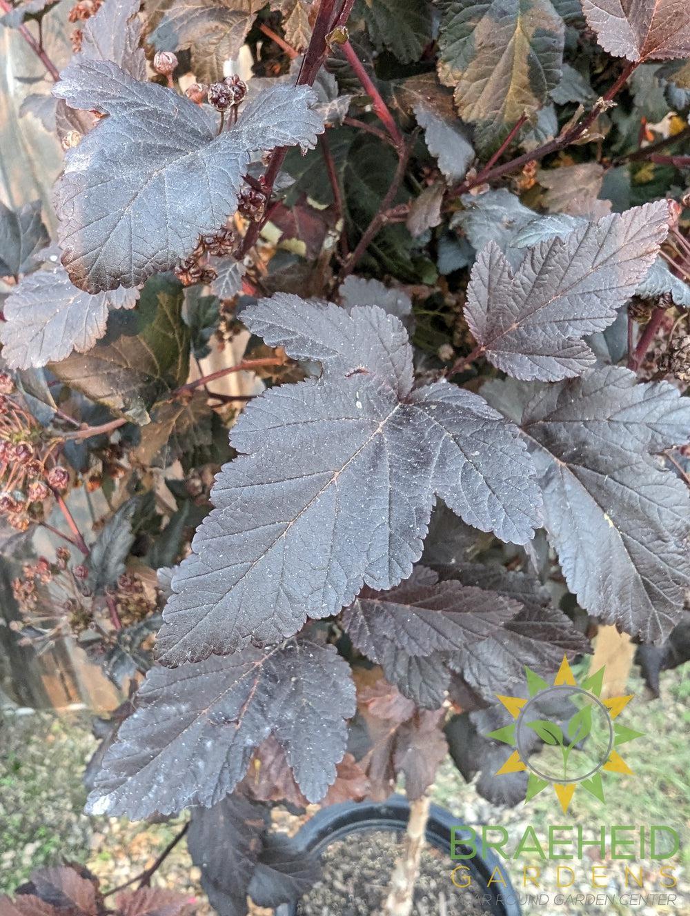 Diabolo® Ninebark Tree- Tree for sale, Grown in Grande Prairie -Braeheid Gardens Ltd. on Emerson Trail