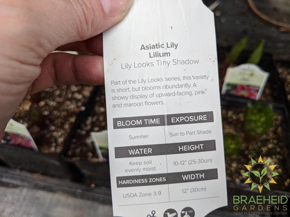 Asiatic Lily 'Lily Looks Tiny Shadow' - NO SHIP -