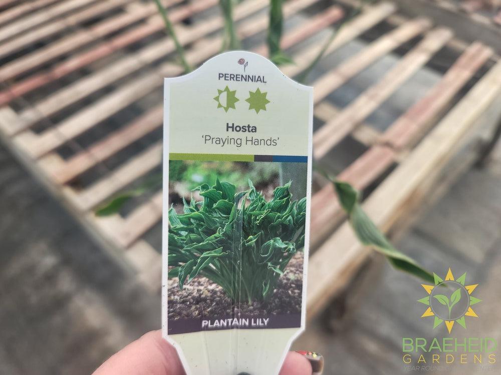 Hosta 'Praying Hands' - NO SHIP -