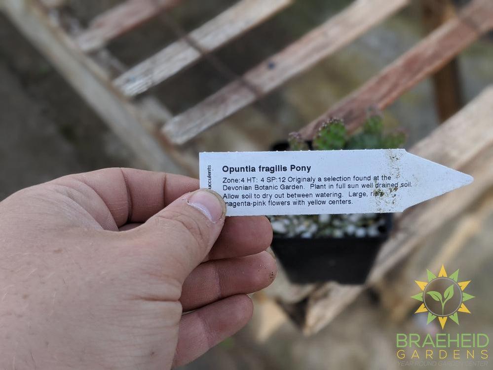 Opuntia Fragilis 'Pony' - Cold Hardy