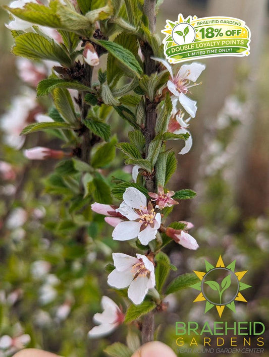 Nanking Cherry shrub