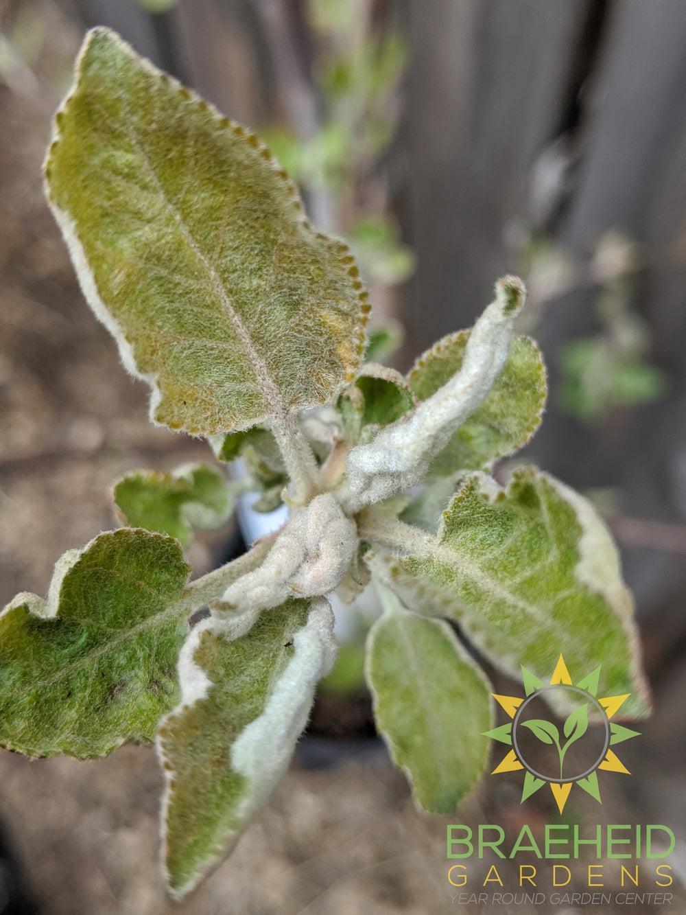 Goodland Apple- Tree for sale, Grown in Grande Prairie -Braeheid Gardens Ltd. on Emerson Trail