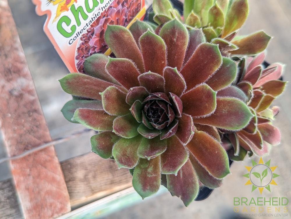 Sempervivum Chick Charms (open for more)