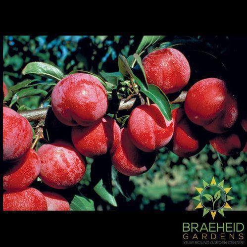 Pembina Plum- Tree for sale, Grown in Grande Prairie -Braeheid Gardens Ltd. on Emerson Trail