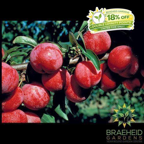 Pembina Plum- Tree for sale, Grown in Grande Prairie -Braeheid Gardens Ltd. on Emerson Trail