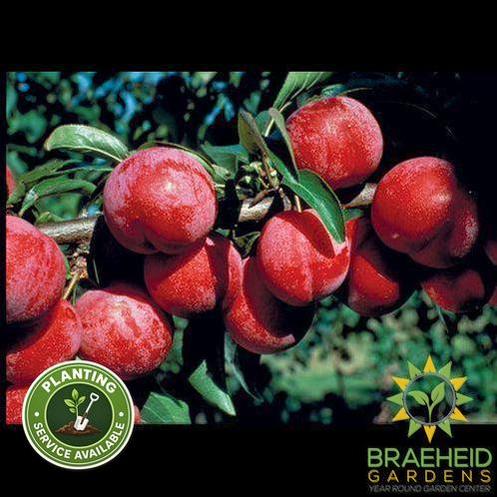 Pembina Plum- Tree for sale, Grown in Grande Prairie -Braeheid Gardens Ltd. on Emerson Trail