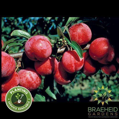 Pembina Plum- Tree for sale, Grown in Grande Prairie -Braeheid Gardens Ltd. on Emerson Trail