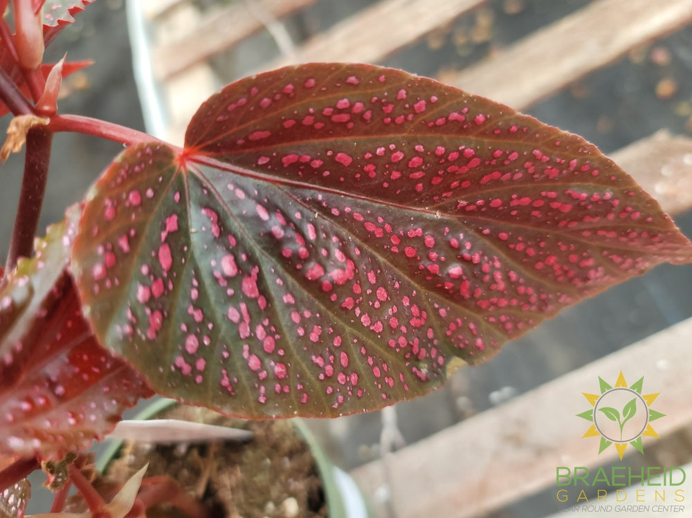 Red Angel Wing Begonia
