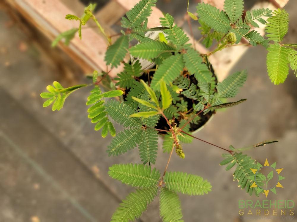 Sensitive Plant - Mimosa