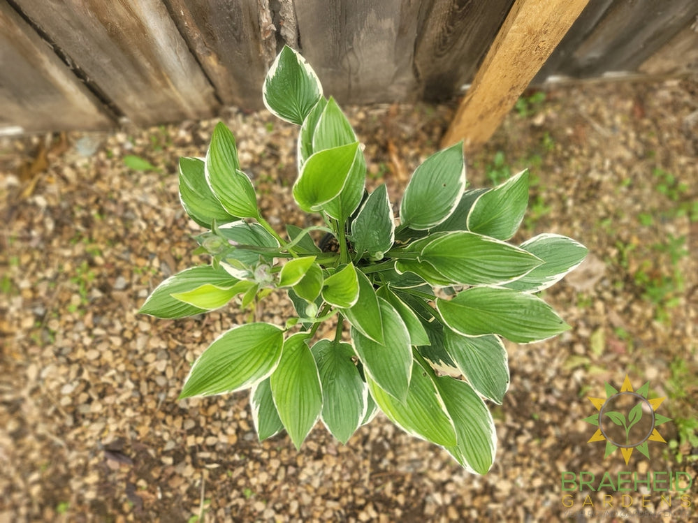 Hosta Francee -NO SHIP -