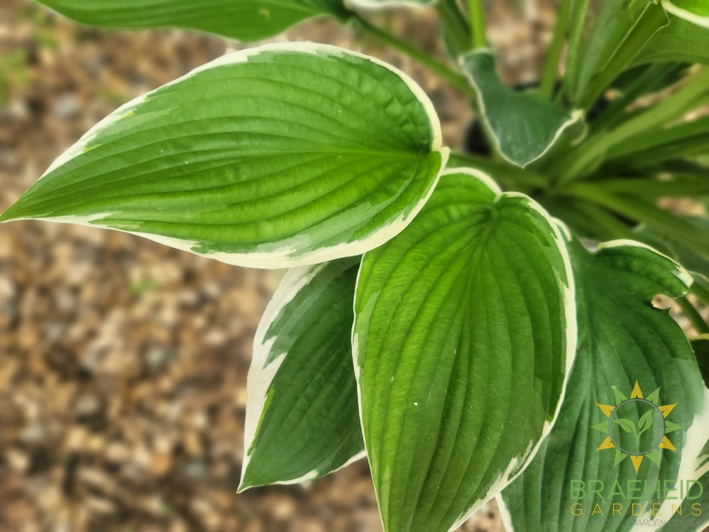 Hosta Francee -NO SHIP -