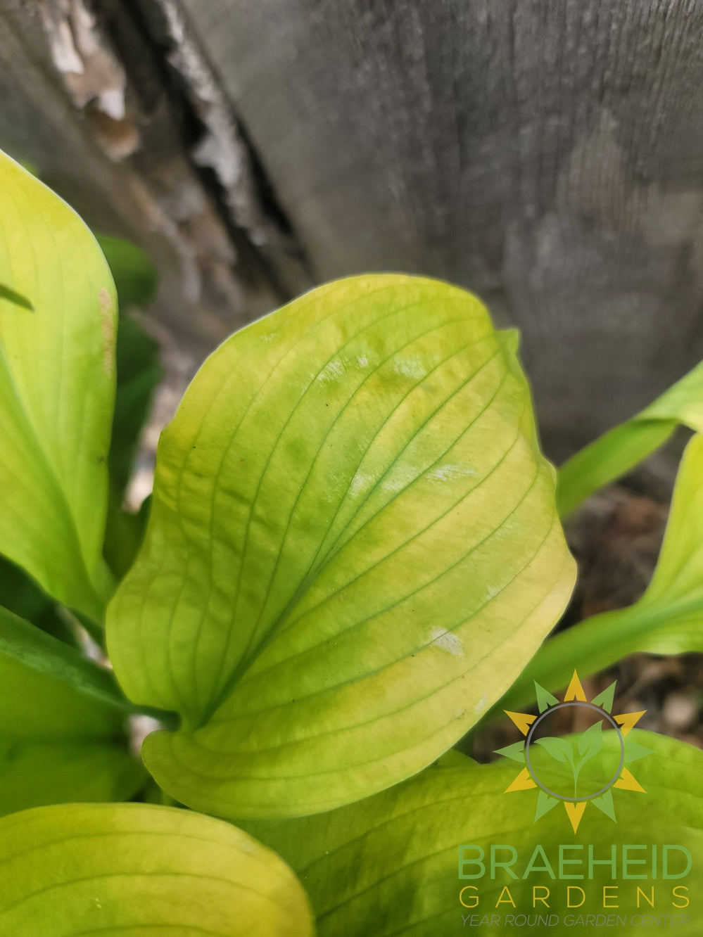 Hosta August Moon -NO SHIP -