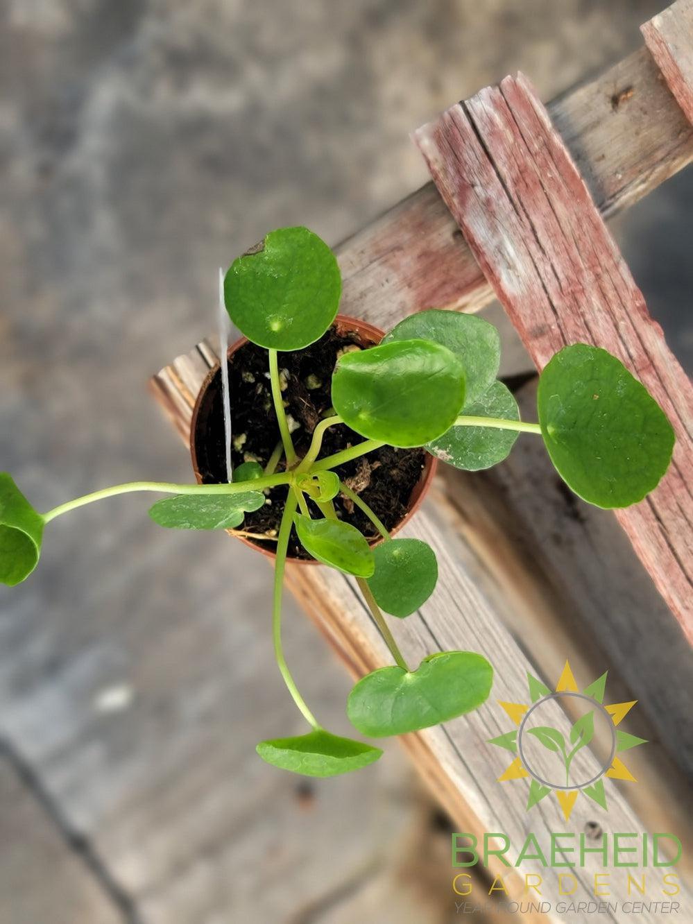 Pilea peperomioides