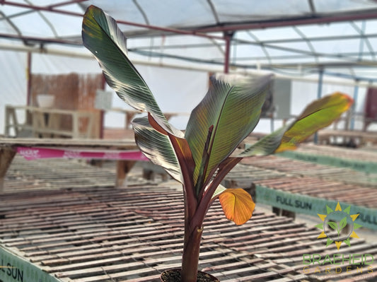 Red Abyssinian Banana Plant - SHIPPING NOT AVAILABLE